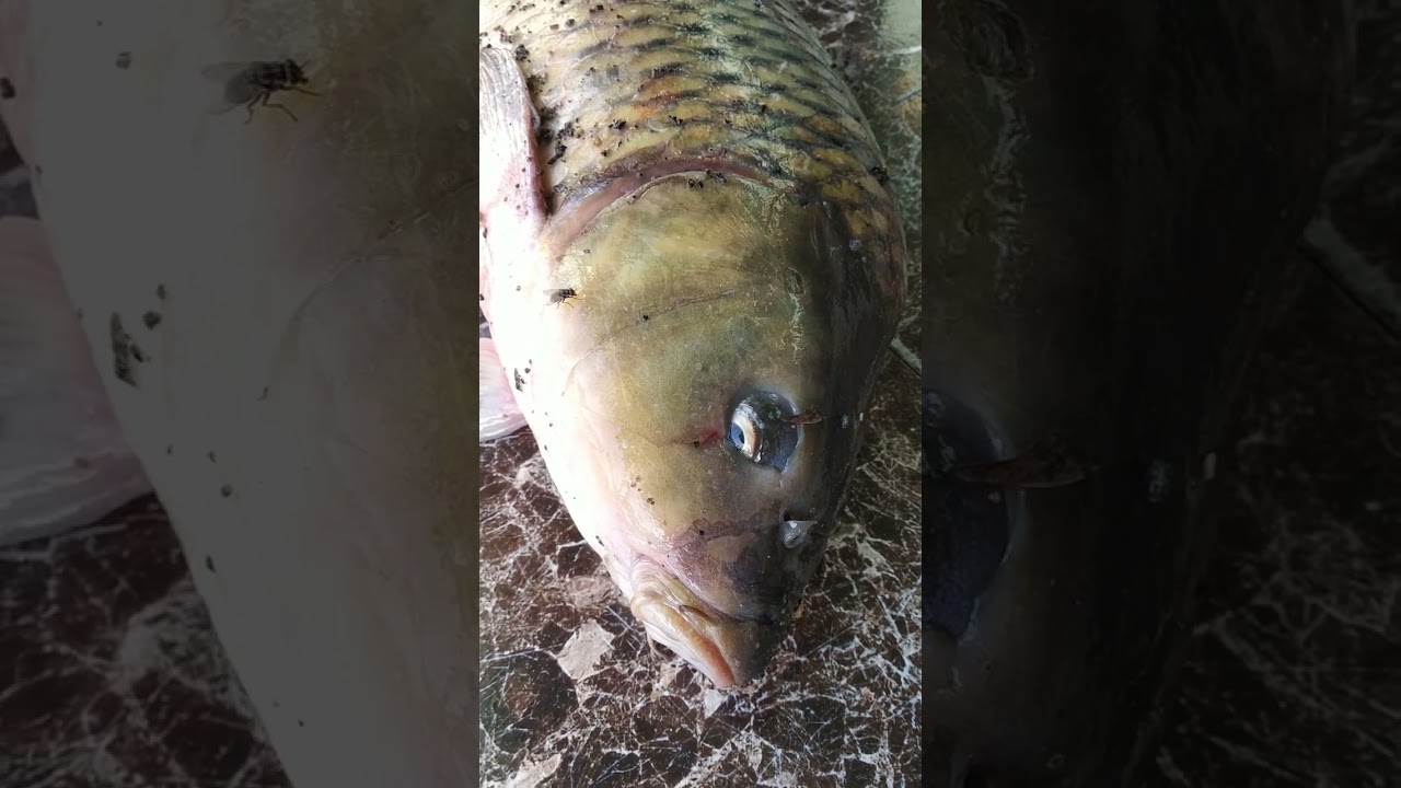 #fish