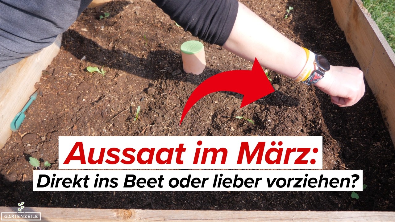 Aussaat im März: Direkt ins Beet oder lieber vorziehen?