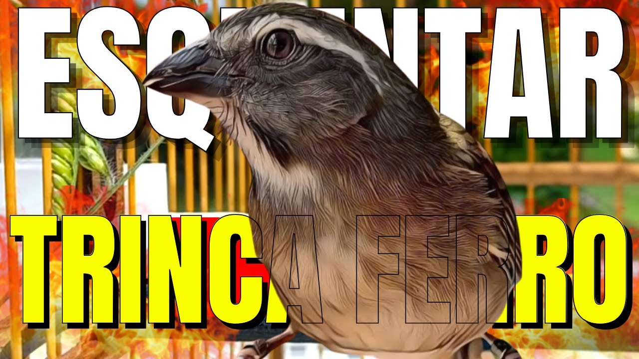 Melhor Trinca Ferro Cantando para Foguear e Esquentar Trinca Ferro Frio