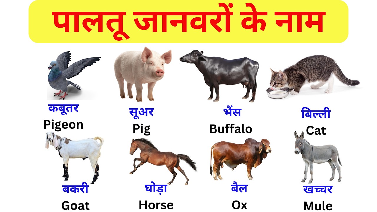 20 Domestic Animals Name in English and Hindi | पालतू जानवरों के नाम | Pet Animals | Spoken English