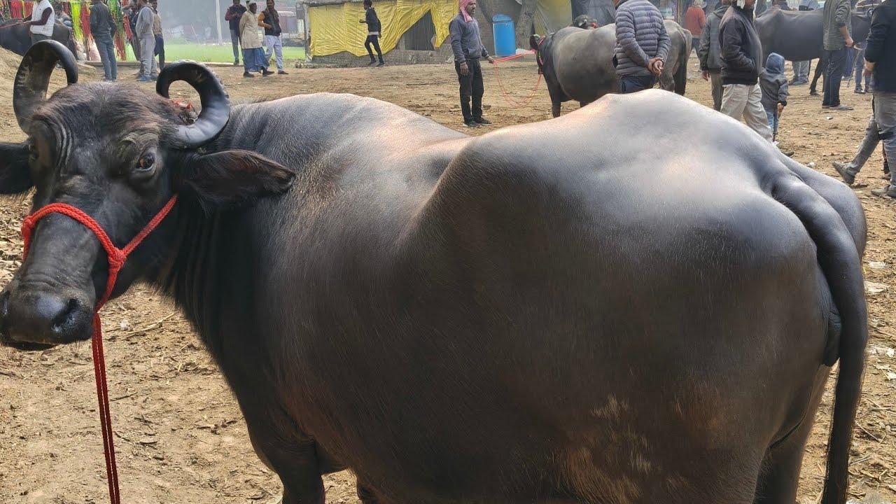 Pashu Bajar Mauhariya is live