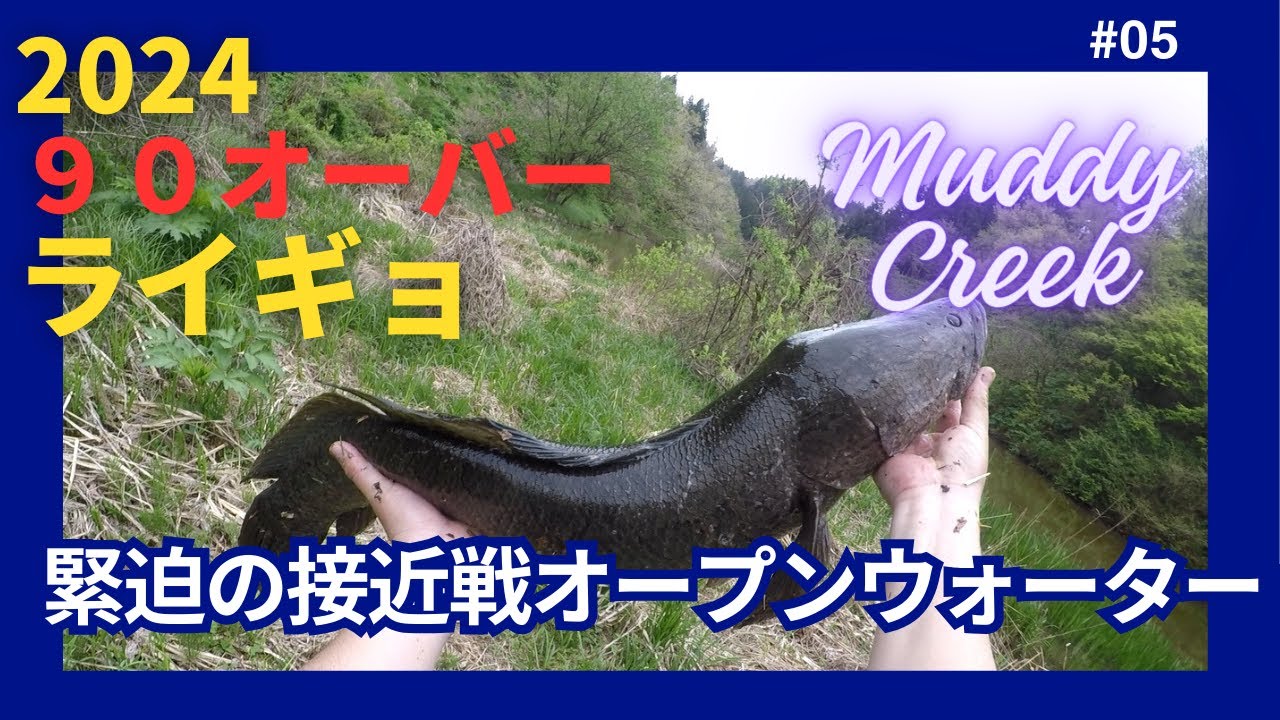 2024 90オーバー雷魚　ライギョ釣り！　緊迫の接近戦オープンウォーター　４月⑤