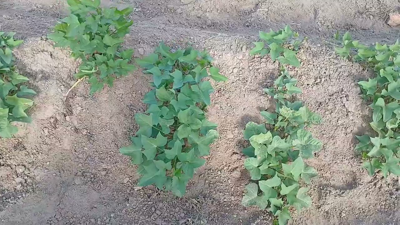 Fui ajudar meu esposo na roça de batata doce