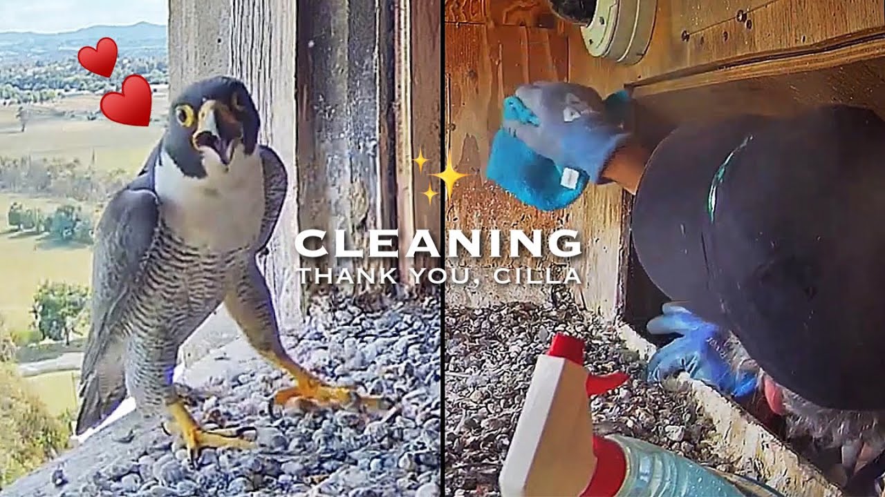 #287🦅Falcon Nest ❶／Box Camera - FalconCam Project LIVE