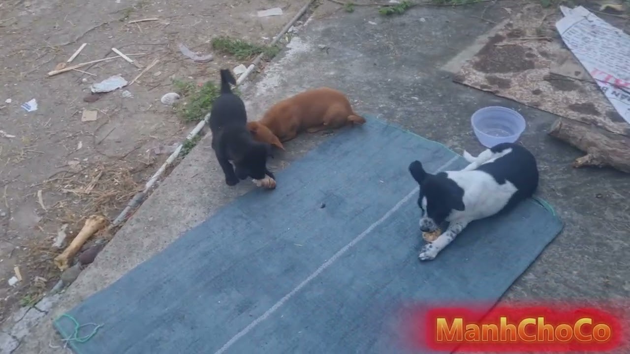 ManhChoCo -Hiệu quả của 2 cục xương bò đem lại? | The benefits of two beef bones?