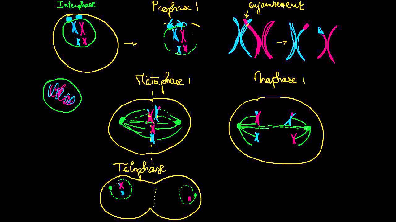 Les phases de la méiose