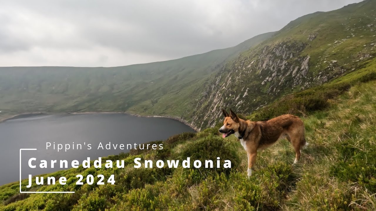 Pippin's Adventures Carneddau, Snowdonia, June 2024