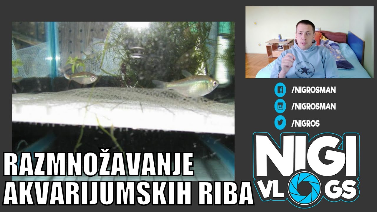 Razmnožavanje akvarijumskih riba - Kako uzgojiti ribice #Akvaristika