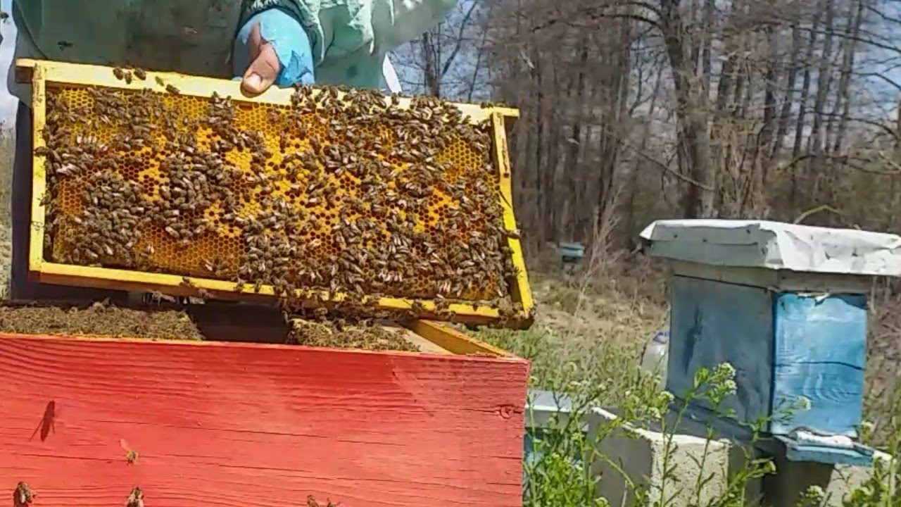 Beekeeping 2021 - Apicultura 2021 - Apicoltura 2021 - Pčelarstvo 2021 - Imkerei 2021