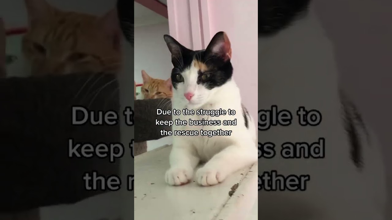 #catrescue Please visit them before closing沈 #thingstodoinbrisbane #mustdobrisb