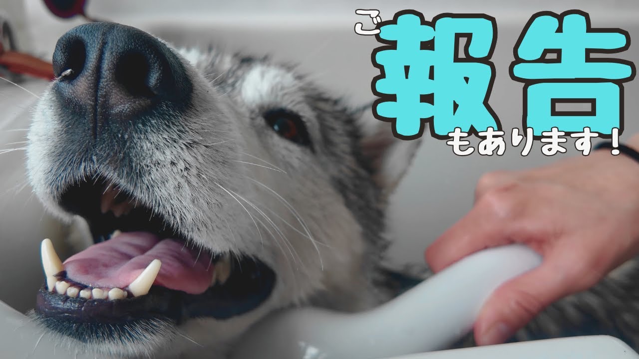 【 ご報告あり 】シベリアンハスキーをセルフシャンプー！愛情たっぷりでふわふわにしてみた！