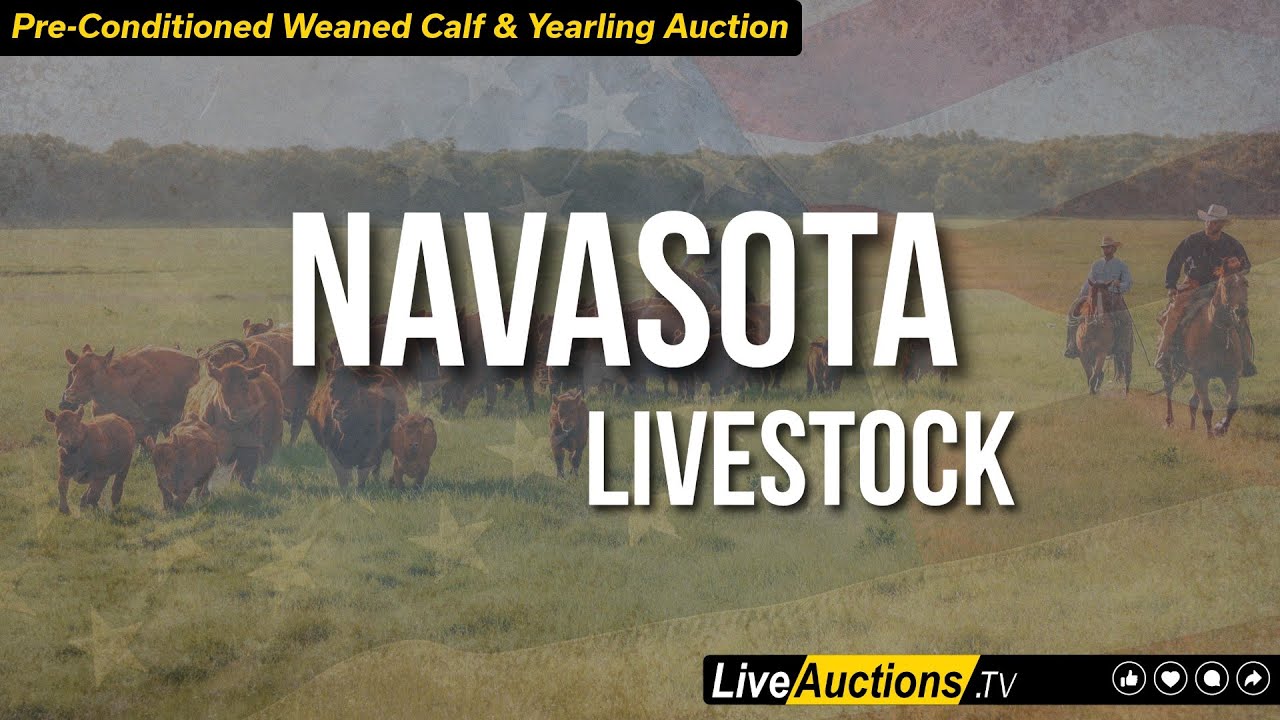 Navasota Livestock Weaned Calf Sale