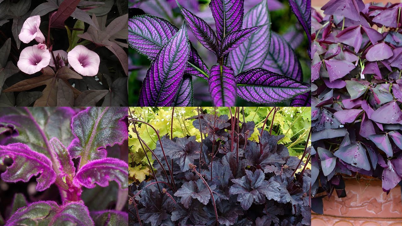 Best Purple Plants With Names | Purple Color Plants