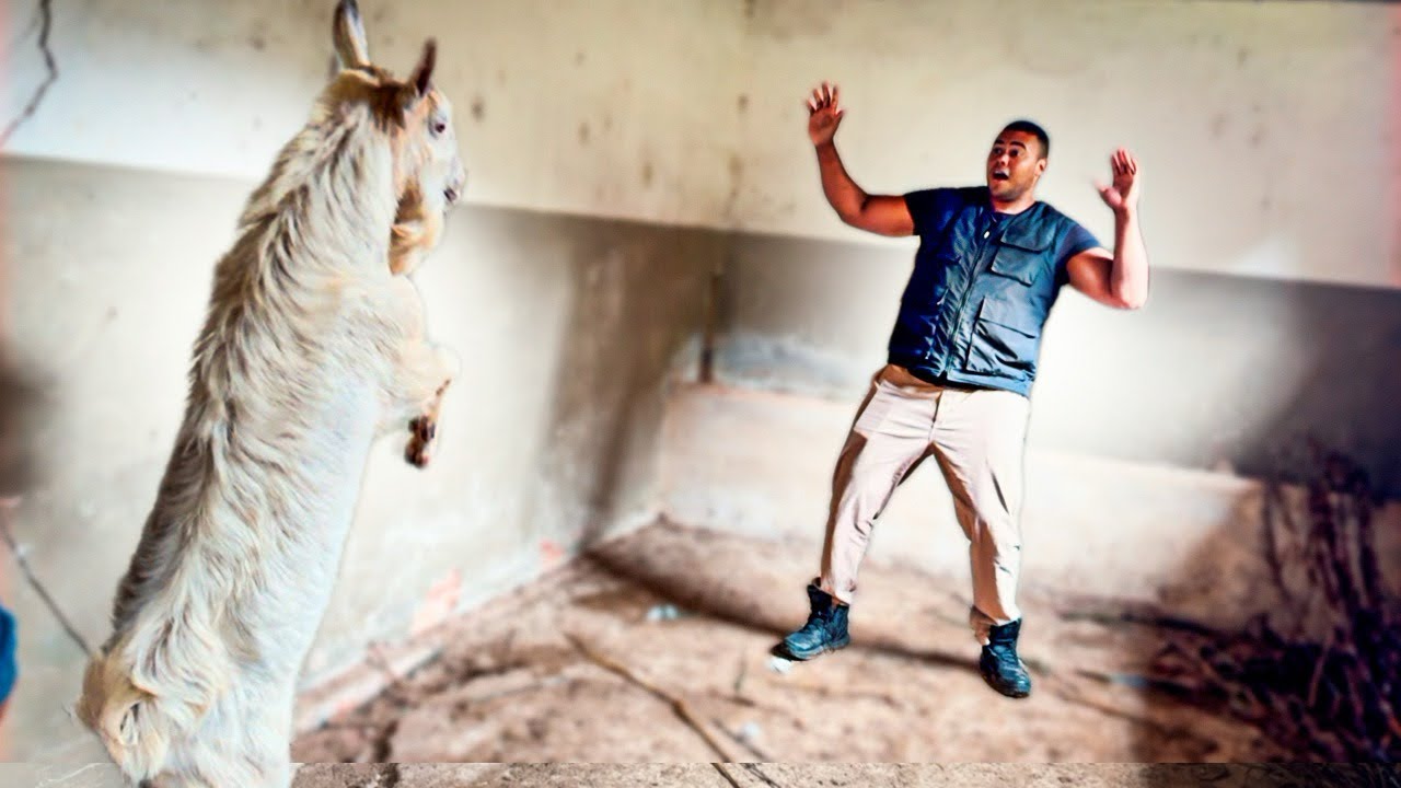 BODE DOIDO COLOCOU MEDO NO BITELO NO RANCHO DO XUCRAO 