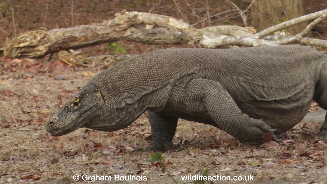 The world's largest lizard: the amazing Komodo Dragon