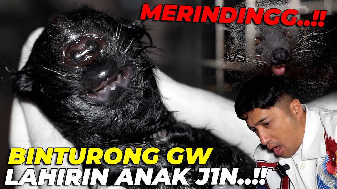 SY0KK BERATTT..! BINTURONG GW LAHIRIN ANAK J1N..! ADA TANDUKNYA😱😱