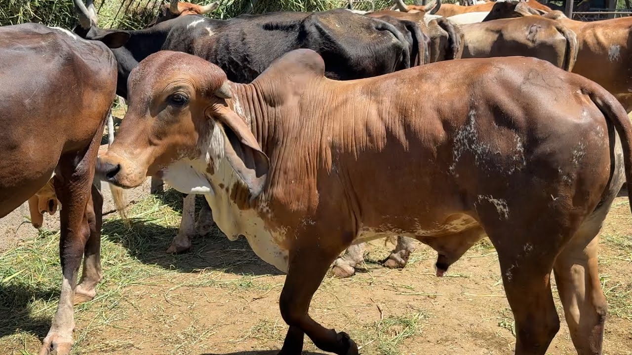 Torito gyr puro de venta precio rebajado $4,000 negociable 