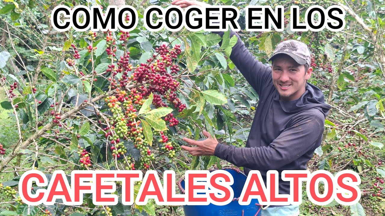 LA MEJOR FORMA DE COGER EN LOS CAFETALES ALTOS 