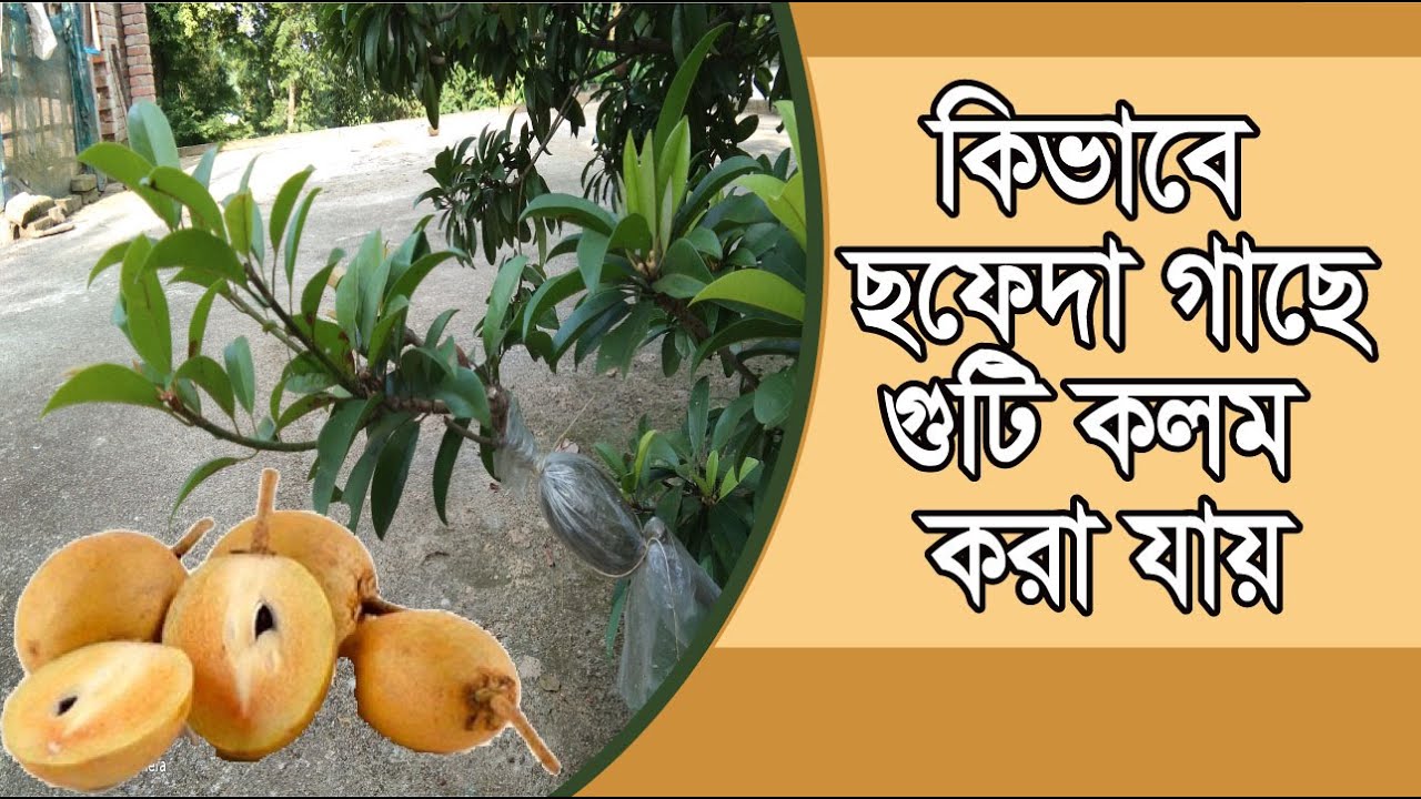 সফেদা গাছে গুটি কলম করার পদ্ধতি