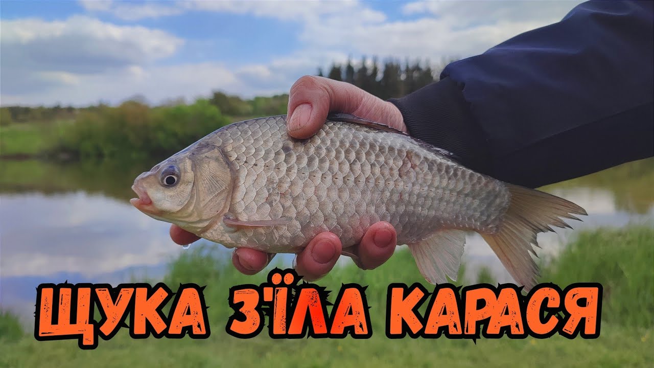 РИБОЛОВЛЯ В ПЕРЕОРКАХ БІЛЯ ВІННИЦІ / БАГАТО ВИДІВ РИБИ
