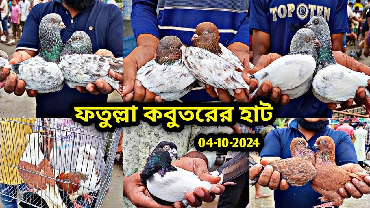 04-10-2024 ফতুল্লা কবুতরের হাট | প্রতি শুক্রবার | কম দামে কবুতর। গিরিবাজ কবুতর। কবুতরের হাট। pigeon