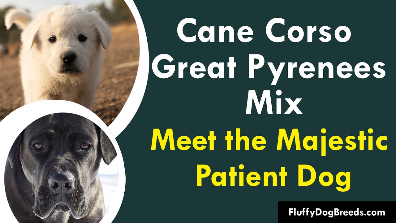 Cane Corso Great Pyrenees Mix: Meet the Majestic Patient Dog