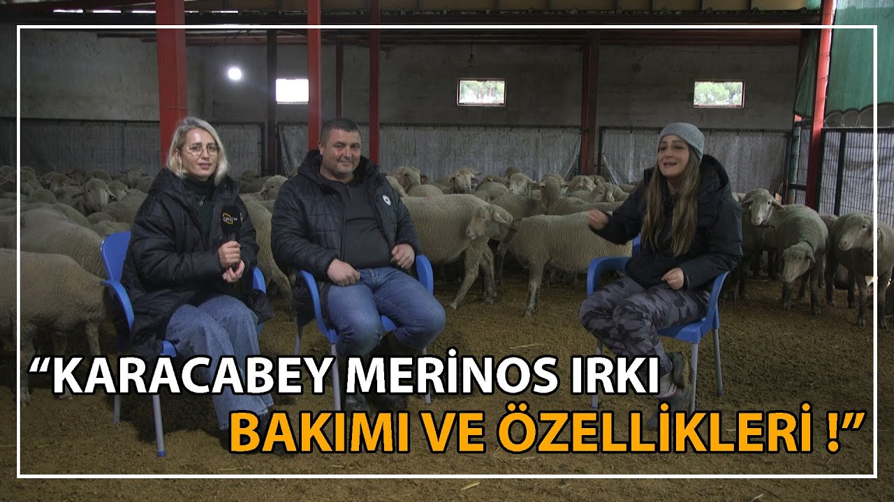 Karacabey Merinos Irkının Özellikleri !