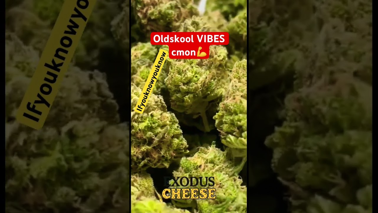 🇬🇧 UK EXODUS CHEESE REVIEW COMING SOOOON🤯 #exodus #cheese #90s #oldschool #crew