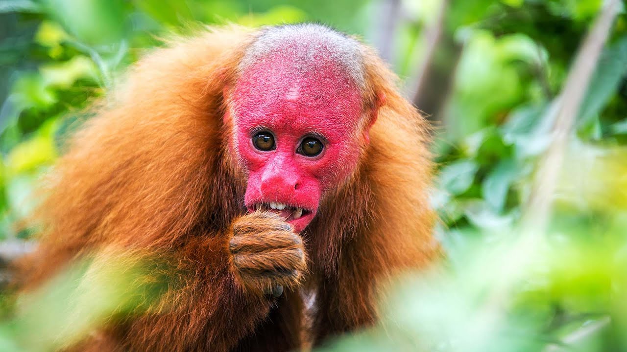 Uakari: The Mystery of the Red-Faced Monkey