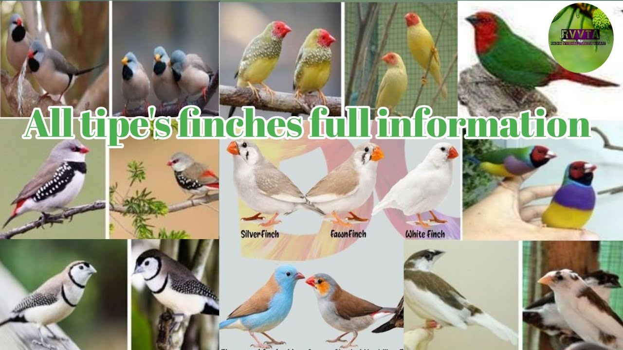  Star|long till|Golden finch| Dimand finch| Jumbo finch|euro Bangali finch all finches information 