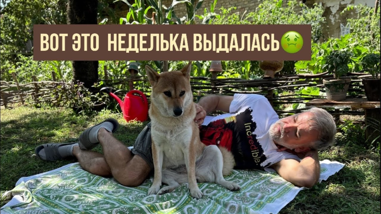 Тяжелая неделя. Лечили Кадзу. #жизньзаграницей #переездвсербию #покупканедвижимости #ремонт