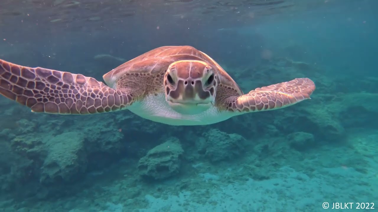 Cyprus Snorkelling : Protaras : Green Bay Turtles : 11 October 2022