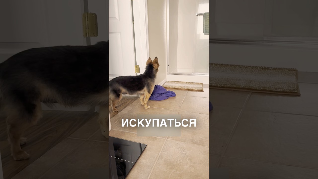 The dog lost his mother 😂 #stories #history #news #news #shorts