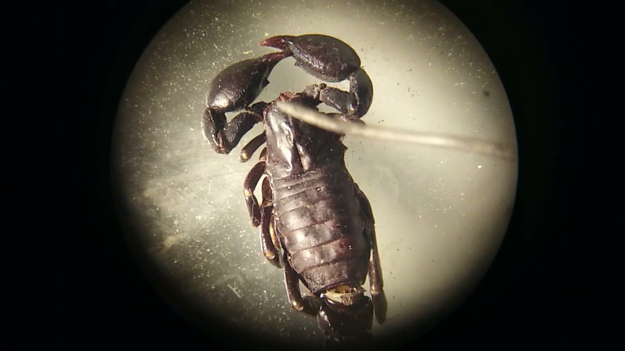 Morfolog&iacute;a comparada de artr&oacute;podos no insectos