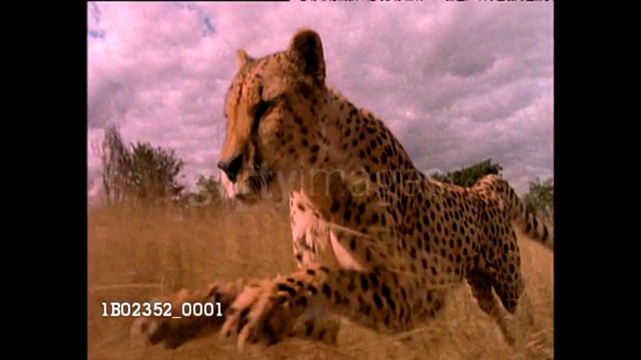 Baby Einstein - Baby Noah's Animal Expedition - Animals On The Savannah