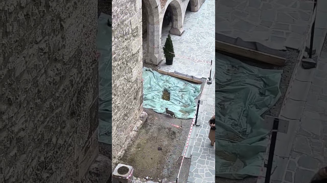 Scary Medieval Creature IRL 