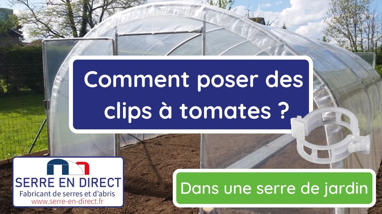 Tuteurer les tomates : comment faire tenir les tiges des tomates sur une ficelle ?