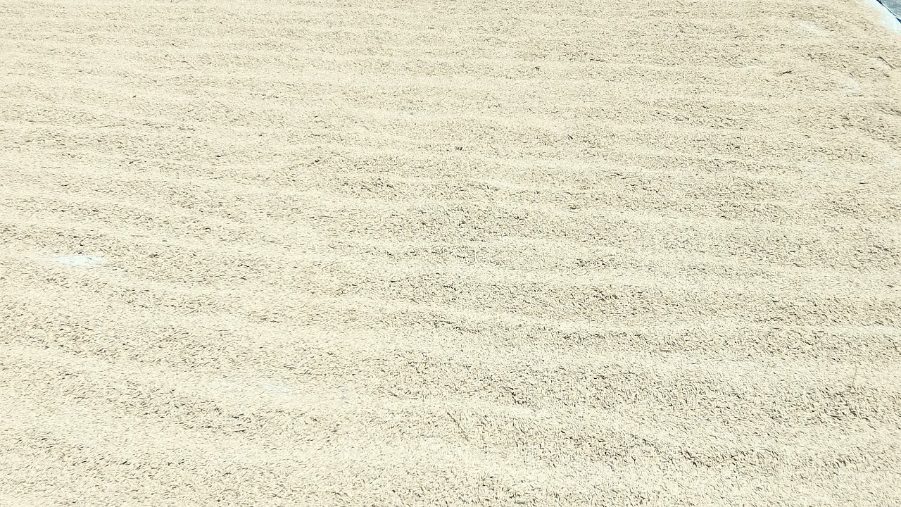 Join me in my Farm Experiences Live Stream! Sun-drying Of harvested palay!#buhayprobinsya