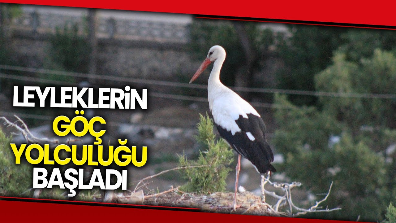 Konya’da Leyleklerin Göç Yolculuğu Başladı