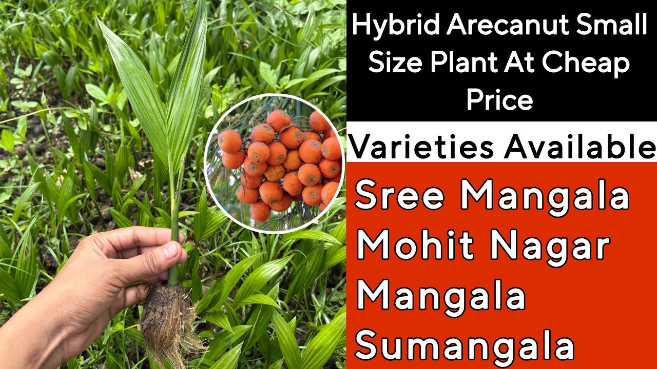 Arecanut Plants &ndash; Mohitnagar, Mangala, Sumangala Varieties