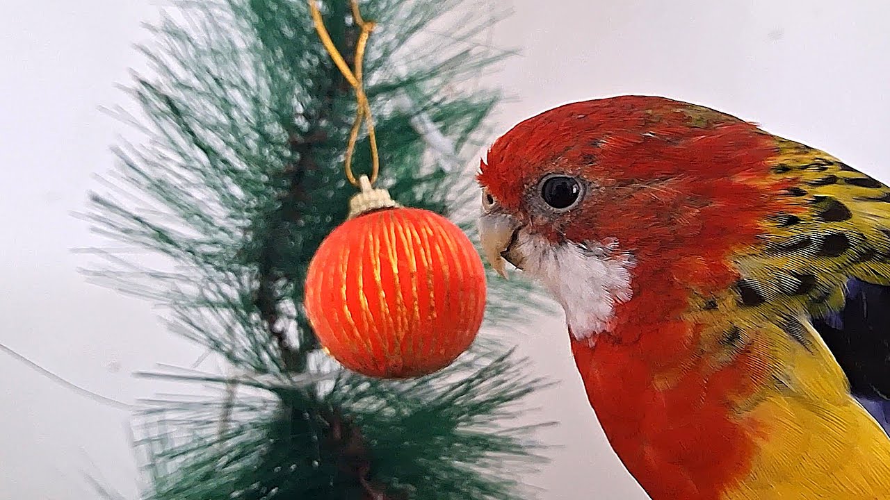 I let my Rosella decorate our Christmas Tree!