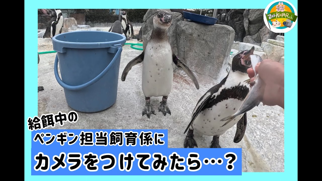 【飼育係体験動画】給餌中のペンギン担当飼育係にカメラをつけてみたら…？　東武動物公園　公式YouTubeチャンネル