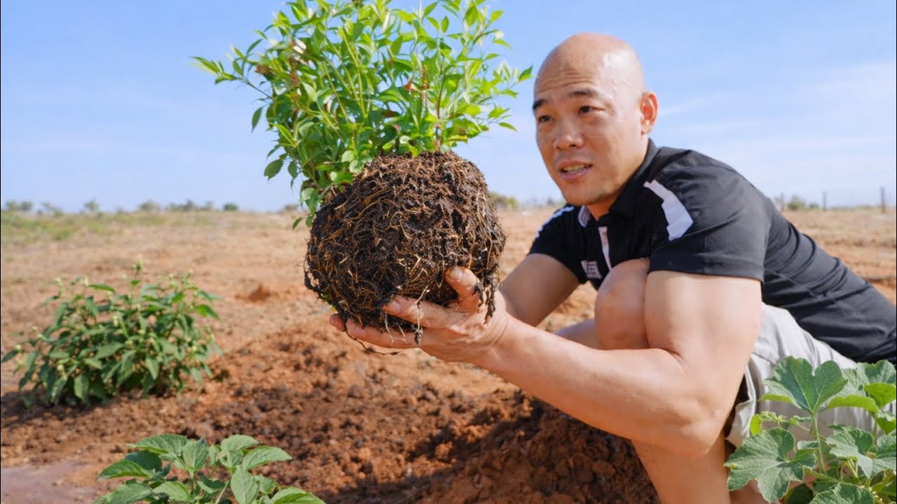 HÔM NAY TRỒNG THÊM RAU PHỤC VỤ BỬA ĂN HÀNG NGÀY | CUỘC SỐNG NÔNG DÂN 