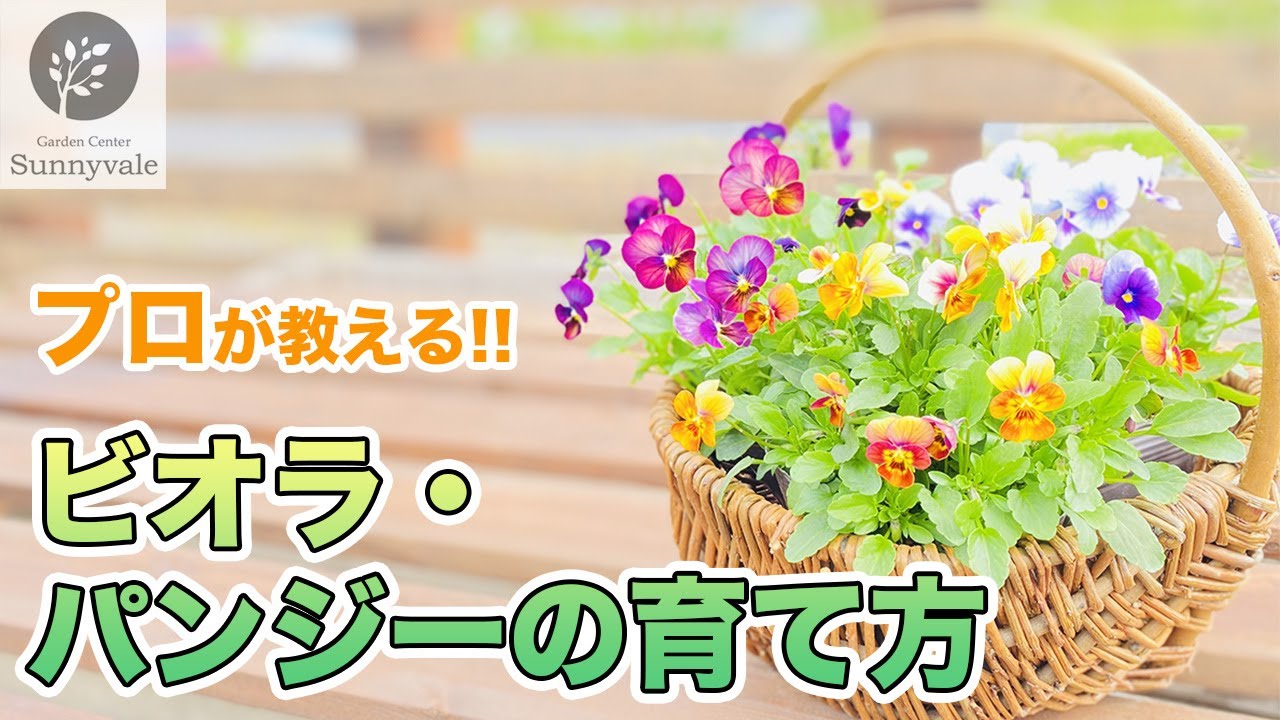 プロが教える！「ビオラ・パンジーの育て方！」＃７
