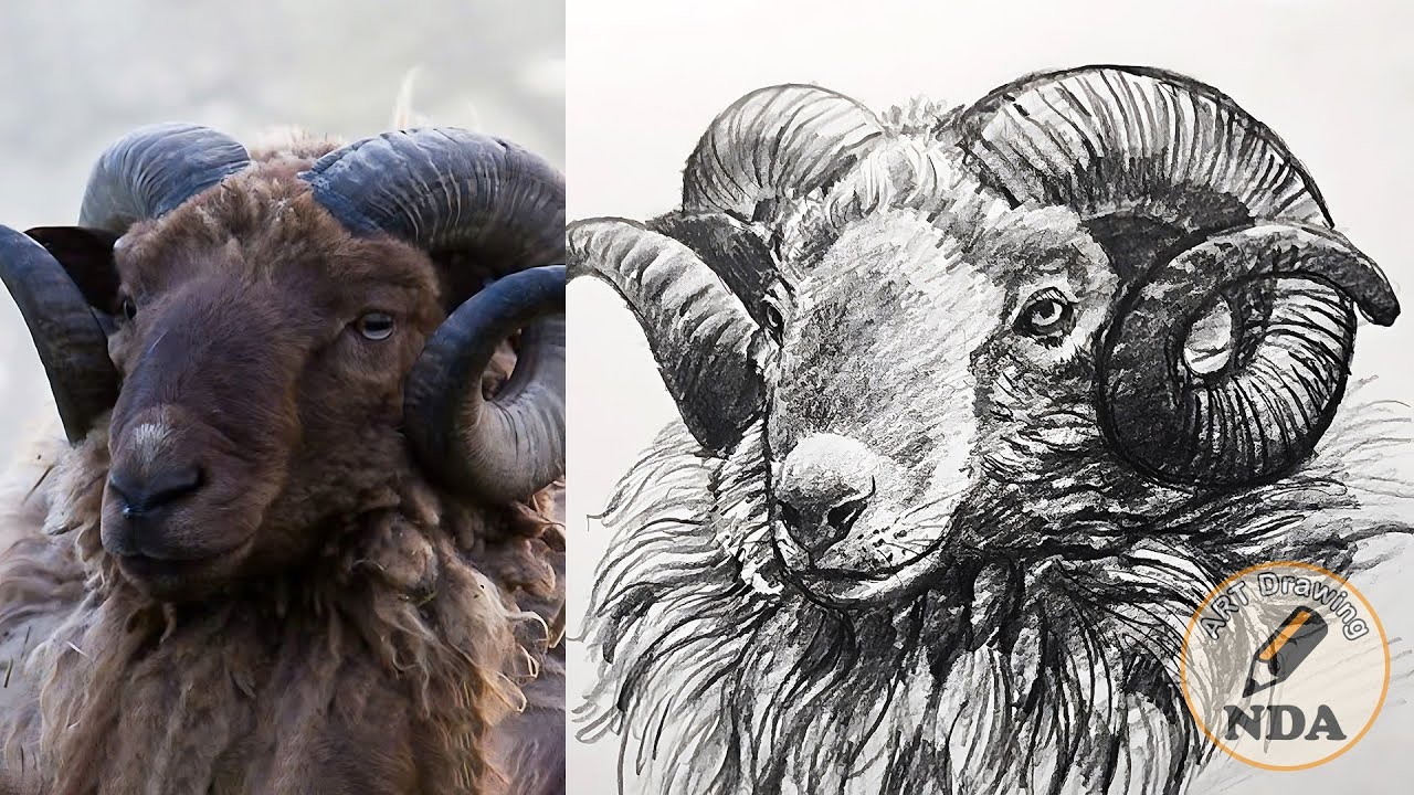 SHEEP DRAWING - ART DRAWING NDA