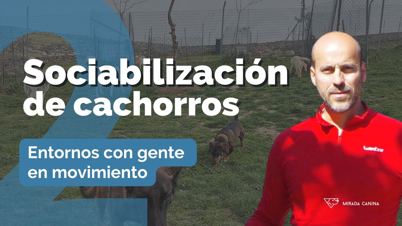 Curso Online Gratuito 🐶Sociabilización de cachorros🐶: Problemas de agresión