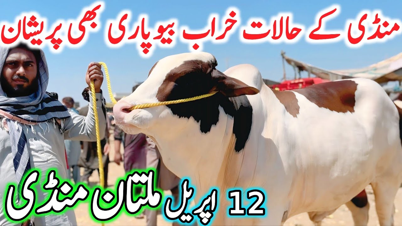 Today Multan Cow Mandi 2026 Fresh Latest Updates Video | Qurbani 2026 | Sahiwal Cholistani Bachre🔥