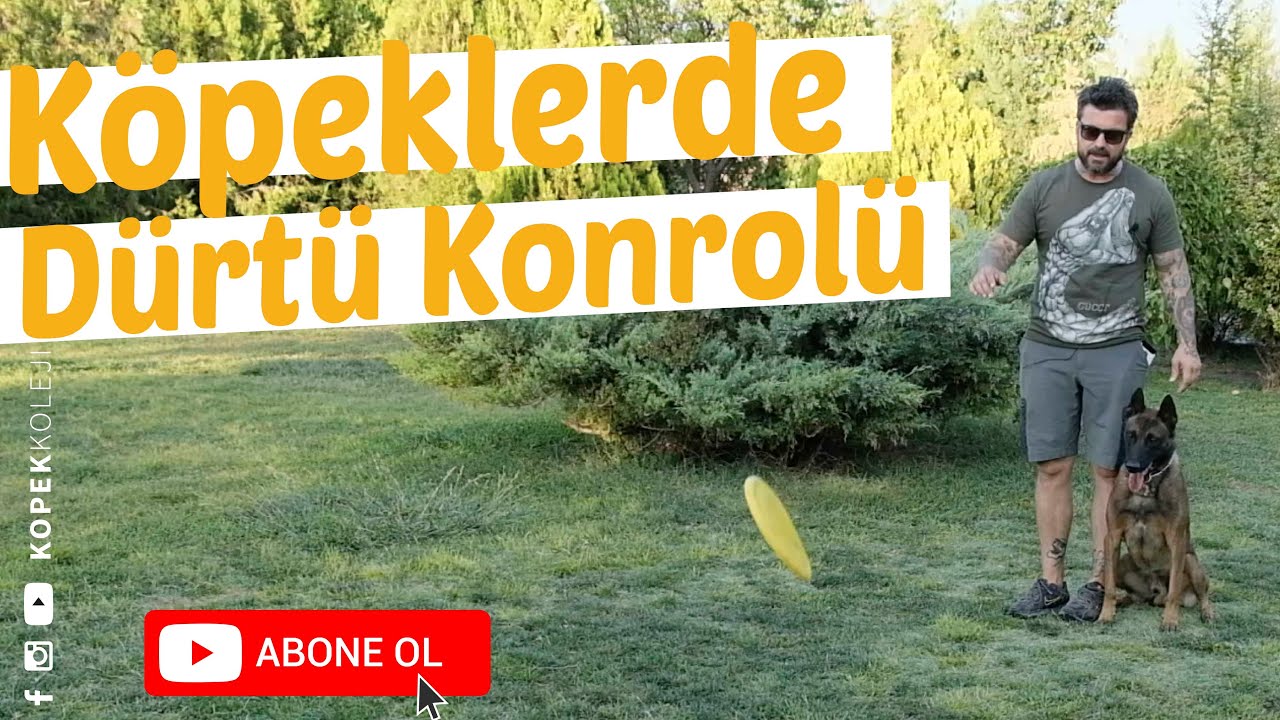 Köpeklerde Dürtü Kontrolü