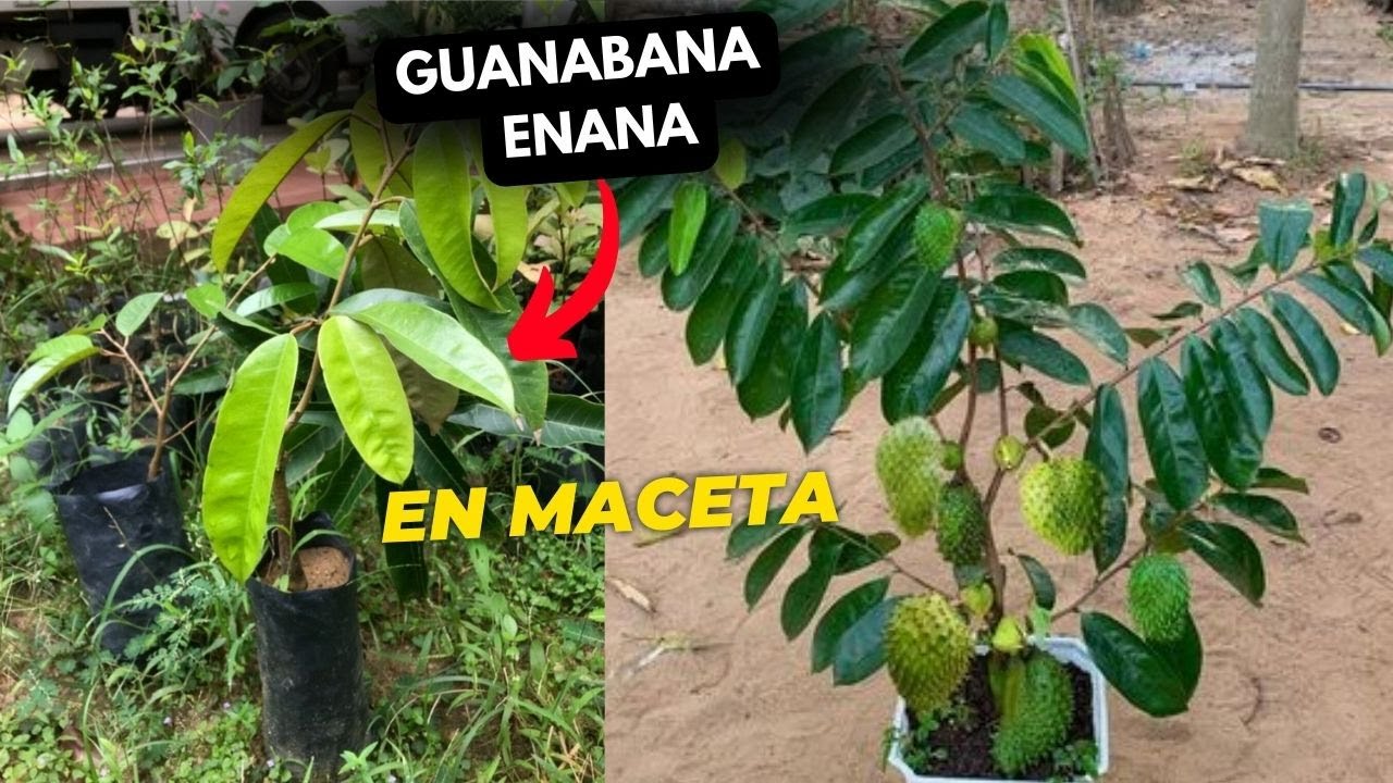Como tener Guanabana enana en casa por medio de esquejes