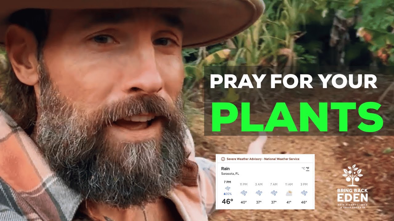 Florida Freeze! Do this with your plants now! | Florida Food Forest